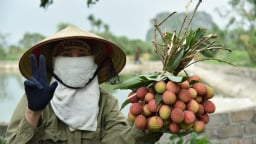 Mướt mồ hôi thu hoạch vải chín sớm đặc sản ở Quảng Ninh, 10 quả căng mọng cả 10