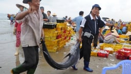 Đây là xã đóng tàu nhiều nhất, số lượng tàu đánh bắt xa bờ lớn nhất TP HCM sau sáp nhập tỉnh Bà Rịa-Vũng Tàu, Bình Dương