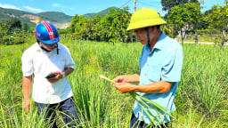Nông dân Hà Tĩnh trồng cây gì tốt um mà bán cả củ, lá, thu nhập gấp 4 lần so với cây màu khác?