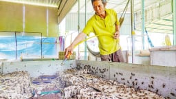 Một nông dân Vĩnh Long nuôi 'con chết sớm', con có độc, bán hút hàng, tự trả lương cao