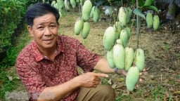 Đây, giống xoài mới lạ ở Bến Tre, cây thấp tè trái thả tha la quá trời, có một cây đầu dòng hiếm có