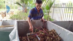 Nuôi thành công 2 con động vật, con này kêu to giật mình, con kia kêu ri ri, một người Đắk Lắk có thu nhập tốt