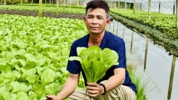 Trồng rau an toàn ven đô thị Cần Thơ, mô hình giảm nghèo hay, có nhà còn khá giả hẳn lên