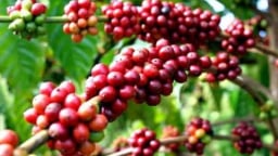 Giá Robusta giảm phiên thứ 8 liên tiếp khi nguồn cung dồi dào