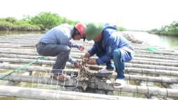 Ở một cửa sông tại Thái Bình, ông nông dân này nuôi con gì mà chả phải cho ăn, lãi 2 tỷ/năm