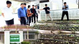 Chi cục Nông nghiệp Kon Tum nói lý do “quay xe” để cấp mã vùng trồng sâm Ngọc linh cho doanh nghiệp