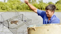 Đây là con đặc sản có 2 chân trước to bự đang tăng giá tốt nhất trước giờ Kiên Giang sáp nhập với tỉnh An Giang