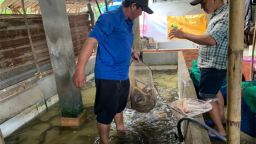 Nuôi con đặc sản bình dân trong nhà, một nông dân Hậu Giang bán giá tốt trước giờ sáp nhập vào Cần Thơ