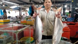 Trước giờ sáp nhập, các tỉnh ĐBSCL nuôi thành công các loại cá đặc sản, cá to bự này ở An Giang bán 350.000 đồng/kg