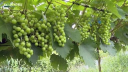 Yên Bái: Ngọt ngào nho sữa Hàn Quốc giữa đảo hồ Thác Bà