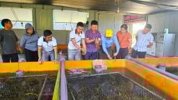 Con đặc sản bình dân trườn dày đặc dưới bể xi măng, mô hình thoát nghèo mau lẹ, làm giàu cũng nhanh ở Hà Tĩnh
