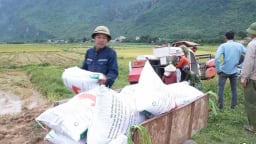 Nông dân Hòa Bình chạy đua với thời gian, bảo vệ thành quả vụ xuân trước thời tiết bất lợi