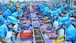 Tăng giá trị gia tăng cho cá tra: Từ phile truyền thống đến sản phẩm tiện lợi