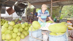 Trước ngày 'nắm tay' Đồng Tháp, ở Tiền Giang giá quả ngon 'rớt cái bịch', nhà vườn, thương lái ngơ ngác, quả gì giá bán chỉ 500 đồng/kg?