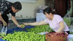 Một xã nông thôn mới nâng cao ở Khánh Hòa có nhà giàu lên từ nghề trồng táo to bự