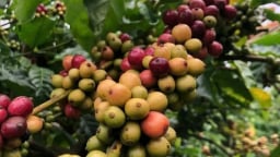 Giá cà phê tăng mạnh trở lại