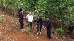 Từ thứ cây dại mọc hoang, nay ở Yên Bái dân trồng thành công, bán mầm non mà hút hàng