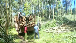 Cứ mỗi ngày trôi qua, nông dân Hòa Bình cầm từ rừng về nhà khoảng 4,5 tỷ đồng, đây là cách 'giảm nghèo ăn chắc'