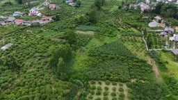 Mận tả van chín sớm trên cao nguyên trắng Bắc Hà