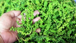 Giá hạt tiêu trong nước và thế giới diễn biến trái chiều, điều gì đang xảy ra?