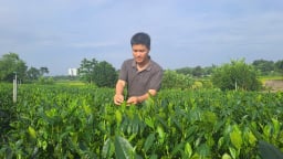 Cầm bằng đại học về quê trồng chè, hotboy làng ở Thái Nguyên bất ngờ nổi tiếng