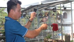 Một anh nông dân Bến Tre nuôi thành công 2 loại chim xuất xứ Malaysia, Pháp, bán cao nhất giá 5 triệu/cặp
