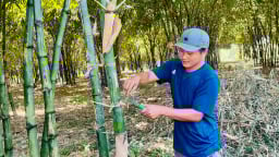 Trồng loại cây 'ăn' được cả mầm non, cây già, đến gốc cũng bán tốt, dân Bình Phước 'bỏ tiền vô túi'