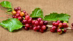 Đà giảm giá cà phê chưa dừng, Brazil đẩy mạnh tiến độ thu hoạch Robusta