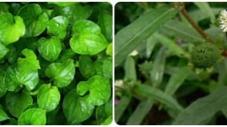Loại lá nhiều nhan nhản uống mát gan, giải độc nhưng không phải ai cũng biết