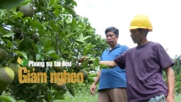 Từ nghèo khó đến thu nhập hàng trăm triệu: Hành trình thoát nghèo 'ngoạn mục' của nông dân miền núi Điện Biên