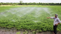 Tỷ phú Vĩnh Long là một anh nông dân trồng thứ rau thơm tốt um ngoài đồng, cắt bao nhiêu bán hết bấy nhiêu, bán rau mua vàng