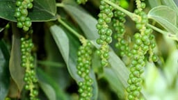 Giá tiêu nội địa giảm đáng kể do nhu cầu xuất khẩu không ổn định