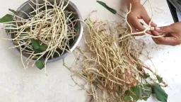 Loại rễ cây tưởng chỉ bỏ đi lại là vị thuốc đại bổ, cực sẵn ở Việt Nam