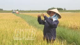 Về 'chung nhà' với Hưng Yên, đây là loại hình tổ chức kinh tế đang tốt lên ở Thái Bình