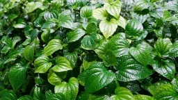 Loại lá 'thơm lừng' cực tốt cho sức khỏe, chợ Việt rất sẵn chỉ vài nghìn một bó