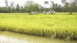 Bạc Liêu: Quỹ Hỗ trợ nông dân giúp hội viên xã Tân Phong nâng cao hiệu quả trồng lúa