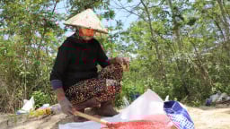 Trên cánh đồng núi lửa Đắk Nông, dân nhộn nhịp đang gieo thứ hạt gì?