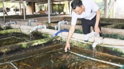 Trà Vinh: Hình thành tổ hợp tác nuôi lươn không bùn từ vay vốn Quỹ Hỗ trợ nông dân