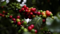 Giá cà phê tiếp tục giảm, Robusta xuống mức thấp kỷ lục