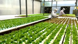 HTX, Liên hiệp HTX không có tài sản bảo đảm được xem xét vay tối đa 5 tỷ đồng 