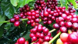Xu hướng giảm giá cà phê vẫn chưa dừng lại
