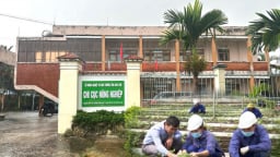 Chi cục Nông nghiệp Kon Tum xoá sổ mã số vùng trồng Sâm Ngọc Linh đã cấp cho doanh nghiệp sau ồn ào