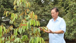 Vườn thực hành tốt ở Hậu Giang, vì sao nói, cây tỷ đô-sầu riêng, cây đặc sản đừng trồng theo kiểu 'ăn xổi ở thì'?