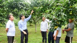 Nông dân vùng này ở Lai Châu đổi mới tư duy trồng lê, mở đường giảm nghèo bền vững