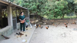 Loại gà bé như nắm tay, bay như chim, nuôi thành công ở Quảng Ninh, cứ bán 1 cặp cầm ngay 1 triệu