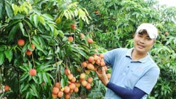 Chuyện lạ Hưng Yên trước sáp nhập tỉnh Thái Bình, ghép mắt cây vải trứng lên gốc vải lai, tốt đẹp thế này đây