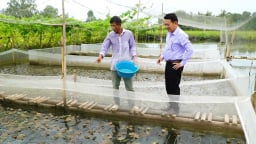 Dưới cá rô 'chạy' hàng đàn, trên ếch nhảy chồm chộp, kiểu nuôi con đặc sản bình dân này ở Kiên Giang cho thu nhập gấp đôi
