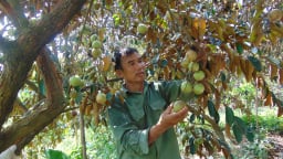 Sáp nhập tỉnh Bắc Giang, Bắc Ninh, đâu chỉ có vải thiều, còn loại quả ngon cây thấp tè trái quá trời này nữa