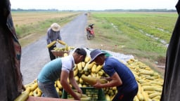 Sáp nhập tỉnh Long An, Tây Ninh làm tổng điều tra một lĩnh vực quan trọng trong vòng 1 tháng
