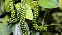Giá tiêu trong nước sẽ có phần trầm lắng trong ngắn hạn